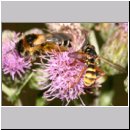 Conops quadrifasciatus - Dickkopffliege 03.jpg